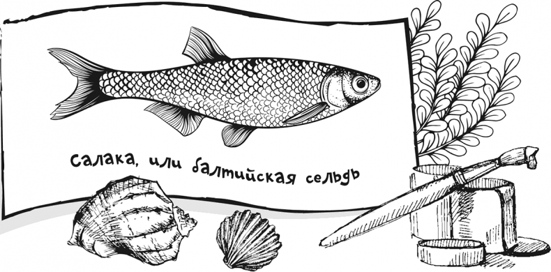 Иллюстрация к книге — «Моревизор» уходит в плавание, или Путешествие в глубь океана [i_064.jpg]