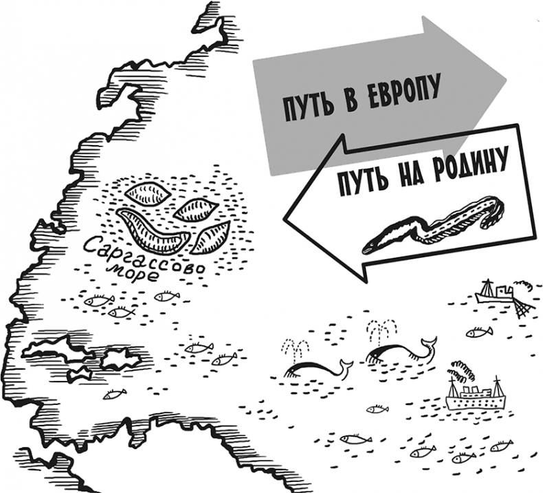 Иллюстрация к книге — «Моревизор» уходит в плавание, или Путешествие в глубь океана [i_069.jpg]