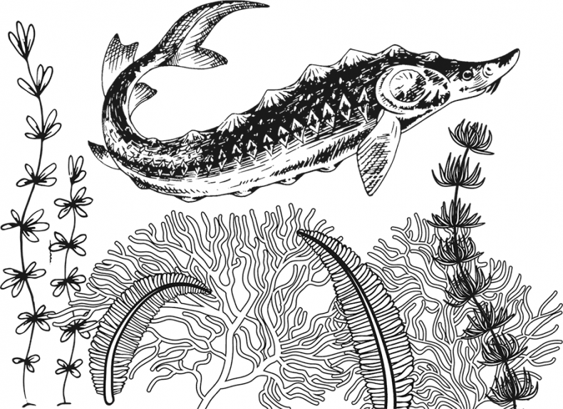 Иллюстрация к книге — «Моревизор» уходит в плавание, или Путешествие в глубь океана [i_120.jpg]