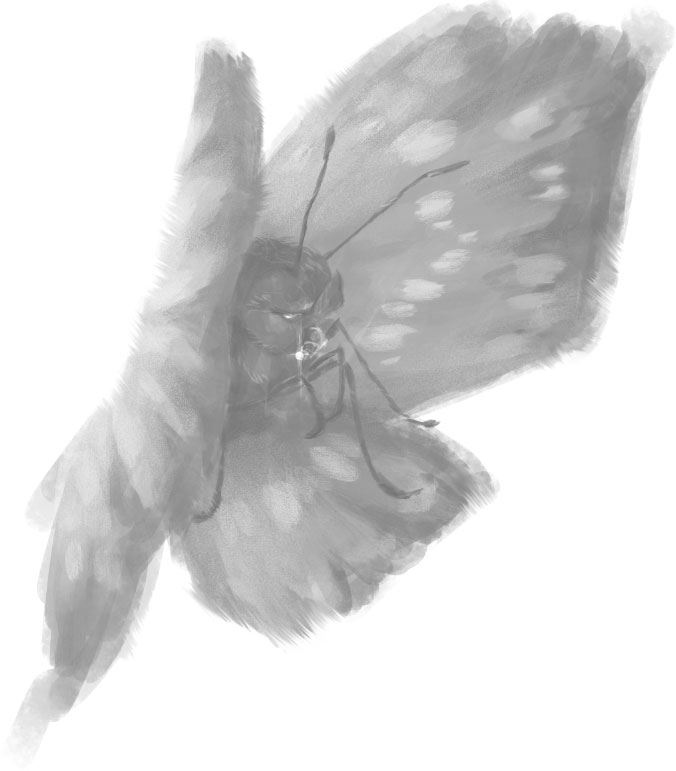 Иллюстрация к книге — Сокровища Двенадцати [i_002.jpg]