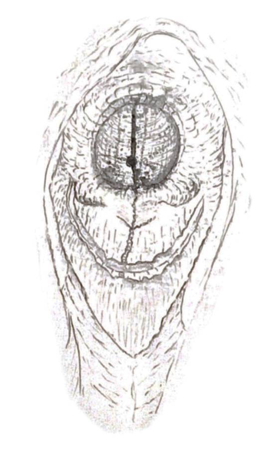 Иллюстрация к книге — Визардус. Магический Мир [i_001.jpg]