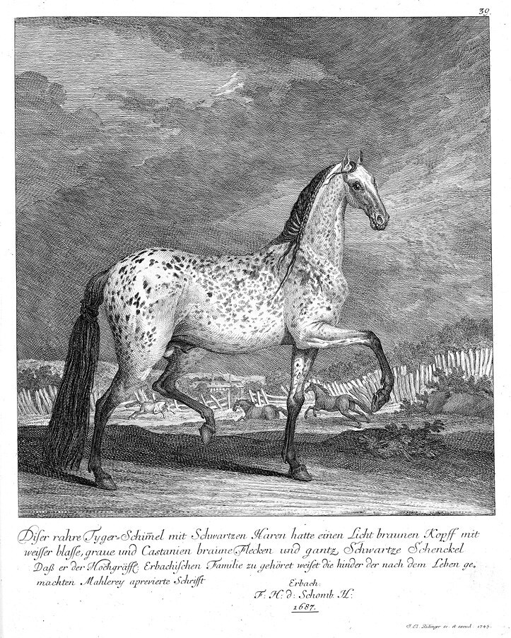 Иллюстрация к книге — Русский всадник в парадигме власти [i_063.jpg]