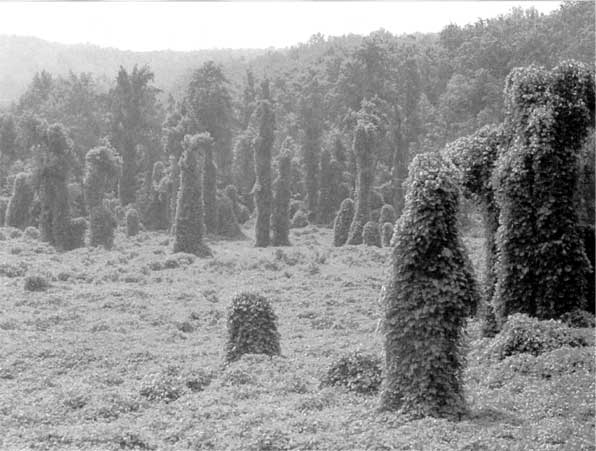 Иллюстрация к книге — Коллапс. Почему одни общества приходят к процветанию, а другие – к гибели [i_044.jpg]