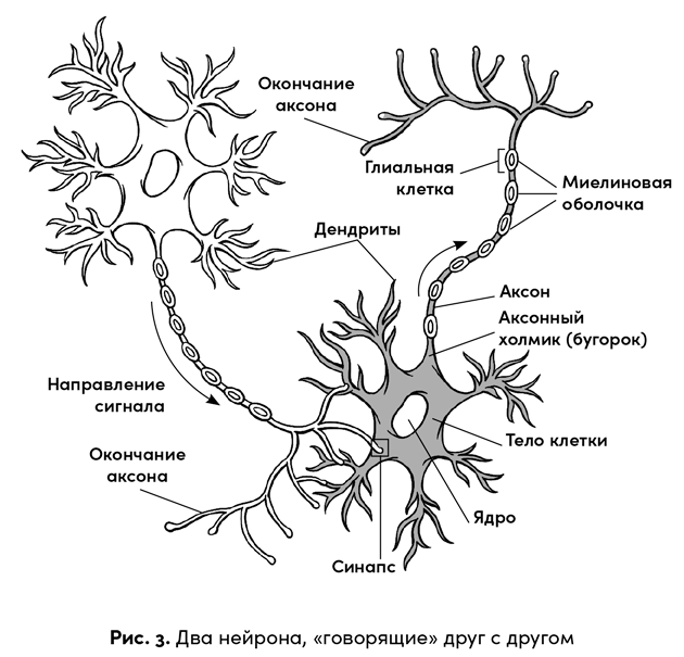 Иллюстрация к книге — Боль в твоей голове. Откуда она берется и как от нее избавиться [i_004.jpg]