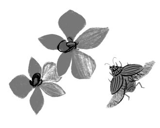 Иллюстрация к книге — Золотой жук мисс Бенсон [i_001.jpg]