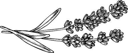 Иллюстрация к книге — Орлеан [i_033.jpg]