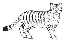 Иллюстрация к книге — Семь сестер. Сестра луны [i_003.jpg]