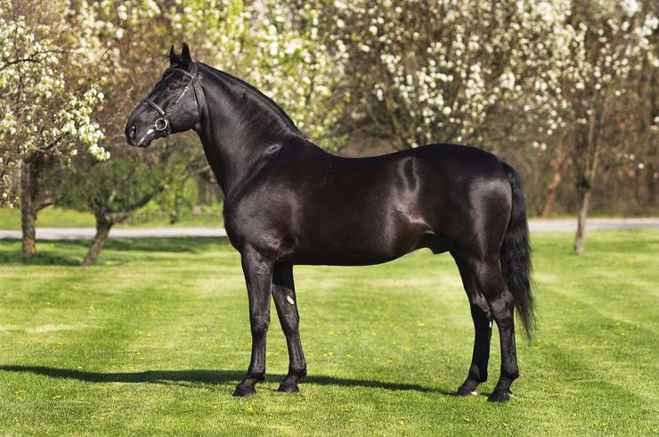 Иллюстрация к книге — Сержио [i_016.jpg]