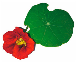 Иллюстрация к книге — Интимное средневековье. Истории о страсти и целомудрии, поясах верности и приворотных снадобьях [i_034.jpg]