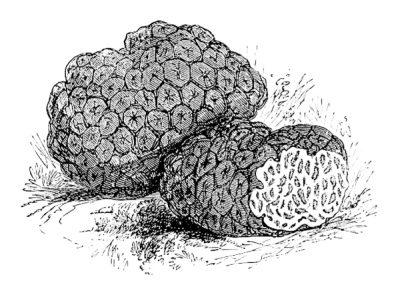 Иллюстрация к книге — Физиология вкуса [i_029.jpg]