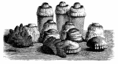 Иллюстрация к книге — Физиология вкуса [i_093.jpg]