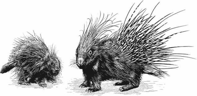 Иллюстрация к книге — Удивительная эволюция. Биологическая история Земли в невероятных превращениях и мутациях организмов [i_002.jpg]