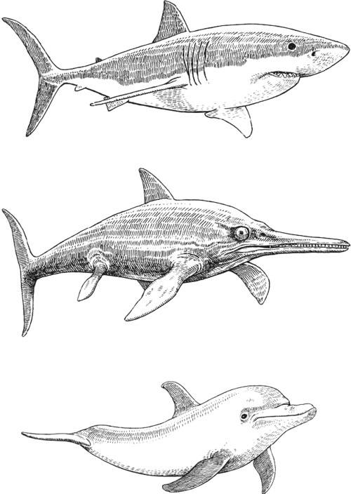 Иллюстрация к книге — Удивительная эволюция. Биологическая история Земли в невероятных превращениях и мутациях организмов [i_003.jpg]