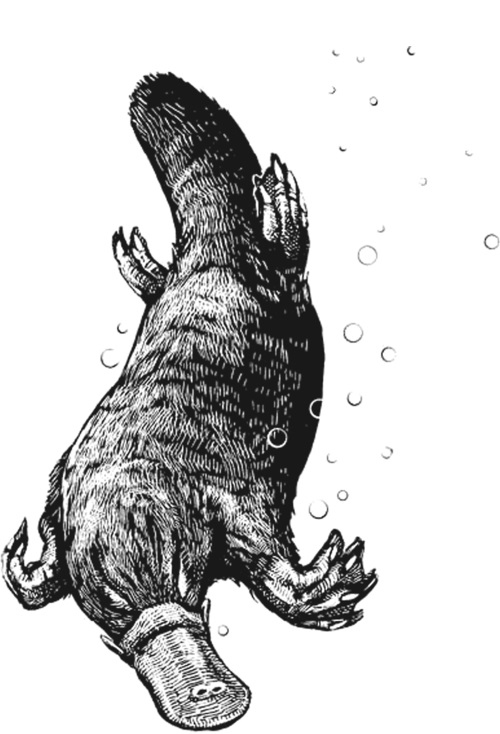 Иллюстрация к книге — Удивительная эволюция. Биологическая история Земли в невероятных превращениях и мутациях организмов [i_004.jpg]