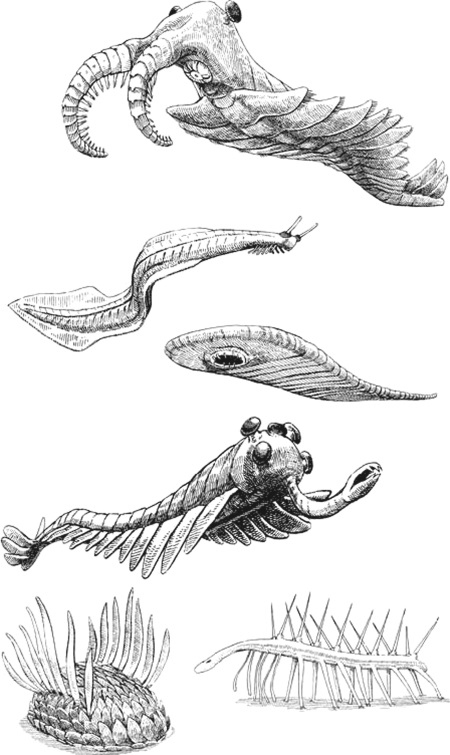 Иллюстрация к книге — Удивительная эволюция. Биологическая история Земли в невероятных превращениях и мутациях организмов [i_006.jpg]