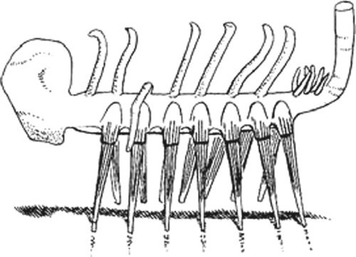 Иллюстрация к книге — Удивительная эволюция. Биологическая история Земли в невероятных превращениях и мутациях организмов [i_007.jpg]