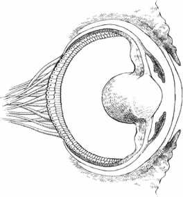 Иллюстрация к книге — Удивительная эволюция. Биологическая история Земли в невероятных превращениях и мутациях организмов [i_008.jpg]