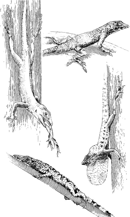 Иллюстрация к книге — Удивительная эволюция. Биологическая история Земли в невероятных превращениях и мутациях организмов [i_013.jpg]