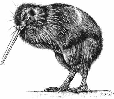 Иллюстрация к книге — Удивительная эволюция. Биологическая история Земли в невероятных превращениях и мутациях организмов [i_017.jpg]