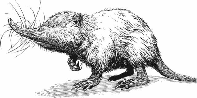 Иллюстрация к книге — Удивительная эволюция. Биологическая история Земли в невероятных превращениях и мутациях организмов [i_018.jpg]