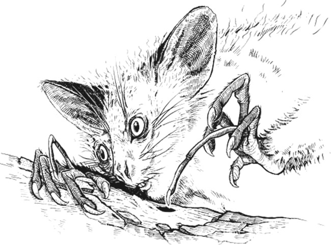 Иллюстрация к книге — Удивительная эволюция. Биологическая история Земли в невероятных превращениях и мутациях организмов [i_022.jpg]