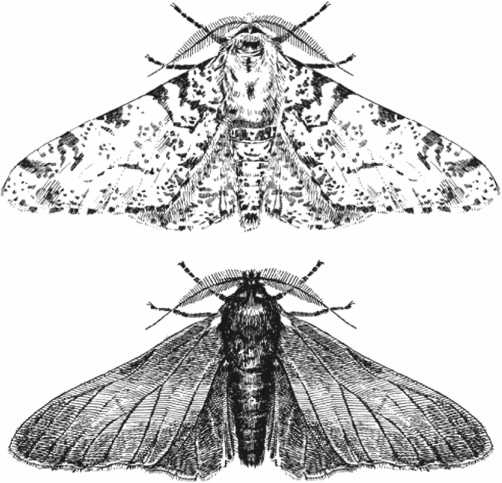 Иллюстрация к книге — Удивительная эволюция. Биологическая история Земли в невероятных превращениях и мутациях организмов [i_023.jpg]