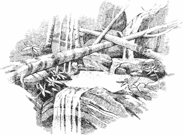 Иллюстрация к книге — Удивительная эволюция. Биологическая история Земли в невероятных превращениях и мутациях организмов [i_026.jpg]