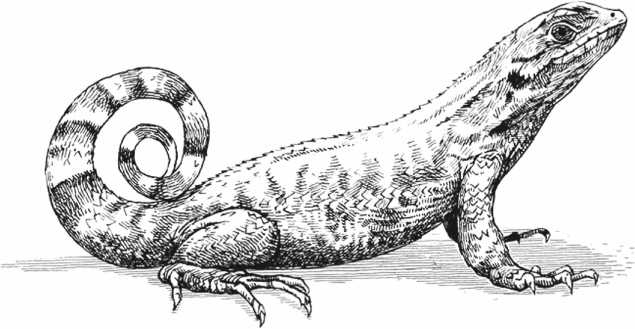 Иллюстрация к книге — Удивительная эволюция. Биологическая история Земли в невероятных превращениях и мутациях организмов [i_030.jpg]