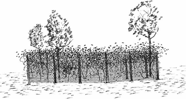 Иллюстрация к книге — Удивительная эволюция. Биологическая история Земли в невероятных превращениях и мутациях организмов [i_033.jpg]