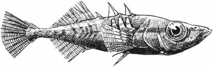 Иллюстрация к книге — Удивительная эволюция. Биологическая история Земли в невероятных превращениях и мутациях организмов [i_034.jpg]