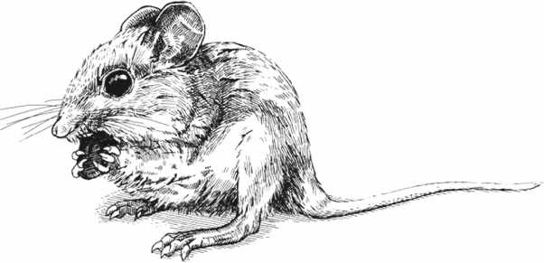 Иллюстрация к книге — Удивительная эволюция. Биологическая история Земли в невероятных превращениях и мутациях организмов [i_037.jpg]