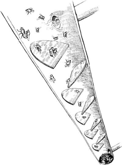 Иллюстрация к книге — Удивительная эволюция. Биологическая история Земли в невероятных превращениях и мутациях организмов [i_041.jpg]