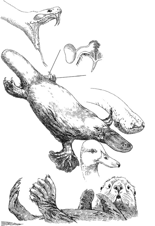 Иллюстрация к книге — Удивительная эволюция. Биологическая история Земли в невероятных превращениях и мутациях организмов [i_044.jpg]