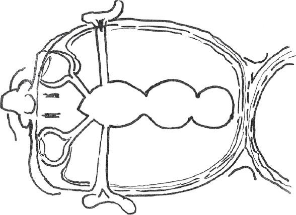 Иллюстрация к книге — Наука о сне. Кто познает тайну сна – познает тайну мозга! [i_004.jpg]