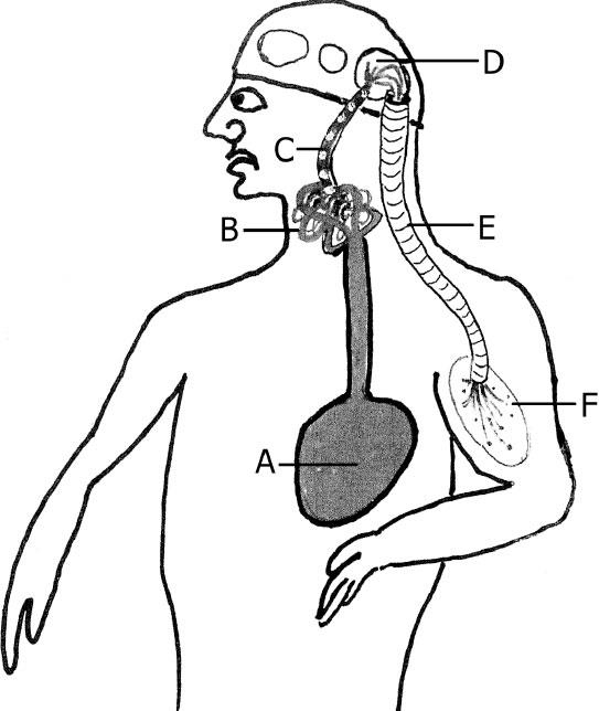 Иллюстрация к книге — Наука о сне. Кто познает тайну сна – познает тайну мозга! [i_006.jpg]