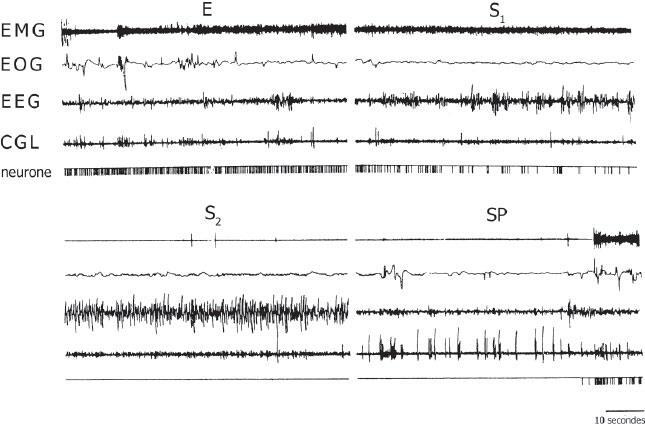 Иллюстрация к книге — Наука о сне. Кто познает тайну сна – познает тайну мозга! [i_012.jpg]