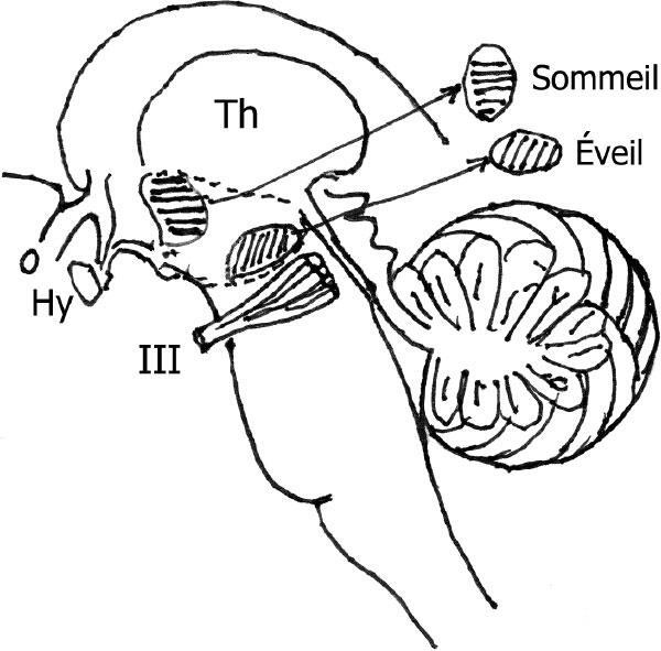 Иллюстрация к книге — Наука о сне. Кто познает тайну сна – познает тайну мозга! [i_014.jpg]