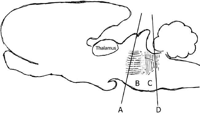 Иллюстрация к книге — Наука о сне. Кто познает тайну сна – познает тайну мозга! [i_015.jpg]