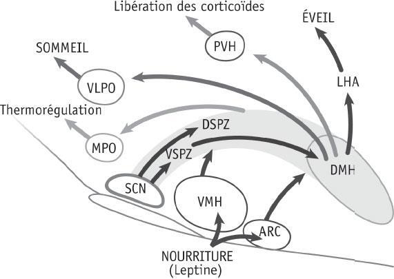 Иллюстрация к книге — Наука о сне. Кто познает тайну сна – познает тайну мозга! [i_027.jpg]