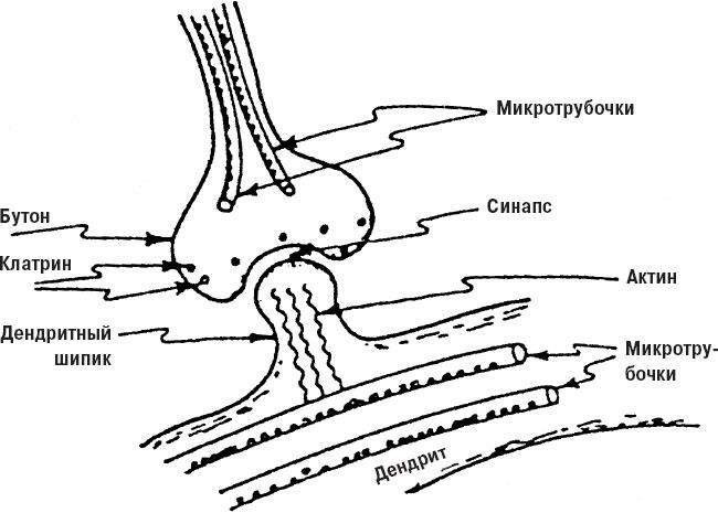 Иллюстрация к книге — Наука о сне. Кто познает тайну сна – познает тайну мозга! [i_034.jpg]