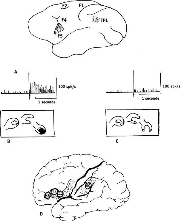 Иллюстрация к книге — Наука о сне. Кто познает тайну сна – познает тайну мозга! [i_035.jpg]
