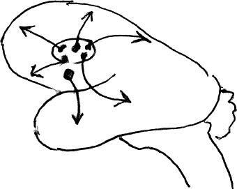 Иллюстрация к книге — Наука о сне. Кто познает тайну сна – познает тайну мозга! [i_041.jpg]