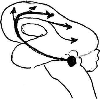 Иллюстрация к книге — Наука о сне. Кто познает тайну сна – познает тайну мозга! [i_043.jpg]