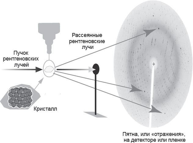 Иллюстрация к книге — Генетический детектив. От исследования рибосомы к Нобелевской премии [i_009.jpg]