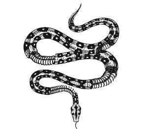 Иллюстрация к книге — Мир легенд о свирепых монстрах [i_019.jpg]