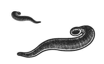 Иллюстрация к книге — Мир легенд о свирепых монстрах [imgc5.jpg]