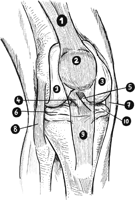 Иллюстрация к книге — Колени. Как у вас дела? Как ухаживать за одним из самых уязвимых суставов и не пропустить проблемы [i_002.jpg]