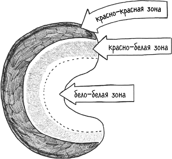 Иллюстрация к книге — Колени. Как у вас дела? Как ухаживать за одним из самых уязвимых суставов и не пропустить проблемы [i_003.jpg]