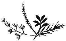 Иллюстрация к книге — Зеленая магия. Сезонные ритуалы, зельетворчество, алхимия трав [i_004.jpg]