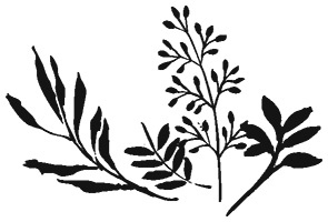 Иллюстрация к книге — Зеленая магия. Сезонные ритуалы, зельетворчество, алхимия трав [i_007.jpg]